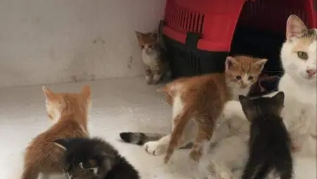 249 четириноги бездомници настанени в приюта в Русе 249 четириноги бездомници настанени в приюта в Русе