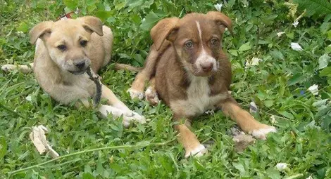Падат глобите за стопани на кучета без каишка