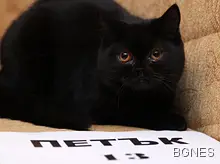 Черен или не е петък 13-и Черен или не е петък 13-и