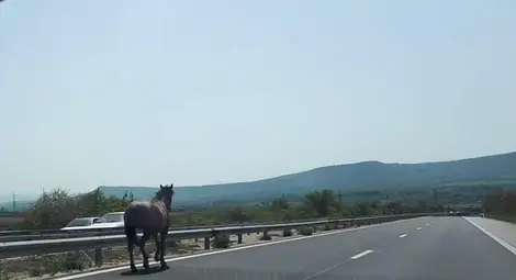 Камион блъсна кон на "Хемус" Камион блъсна кон на "Хемус"