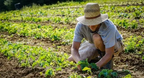10 изнесени приемни за земеделците  организират в Русенско