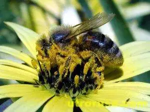 ЕК забранява четири вида пестициди заради пчелите