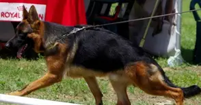 Милтън и Иван Стоянов спечелиха две шампионски титли в Румъния