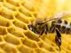 Франция забрани петте пестициди - убийци на пчели