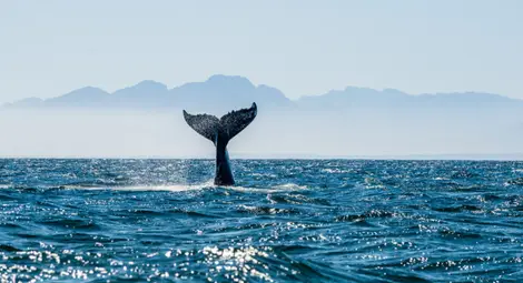 Кит обърка Лондон с Арктика, плава в Темза