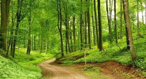 Държавата приема документи за купуване на частни гори