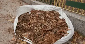 Грамадни чували с окапали листа от дърветата зарязани по улиците