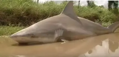 Ураганът Деби изхвърли акула насред шосе (Видео)