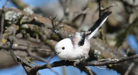 Полският посланик представя в изложба свои снимки на птици Полският посланик представя в изложба свои снимки на птици