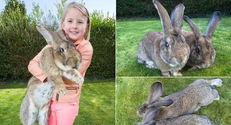 Най-големите зайци в света са баща и син