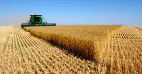 551 кг пшеница от декар прибраха в община Русе