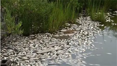 Тонове риба в Стряма изтровена Тонове риба в Стряма изтровена