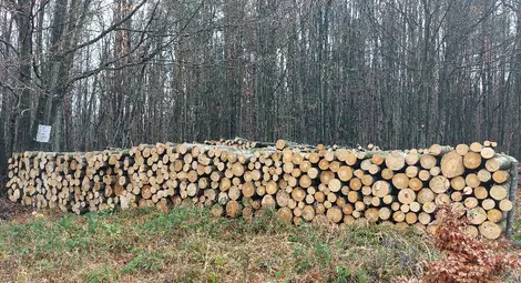 68 682 пр. куб. м. дърва за огрев са предоставени на физически лица в обхвата на Северноцентралното държавно предприятие през 2025 г.&nbsp;