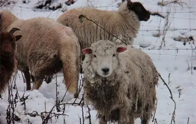 Задължителни декларации от фермерите за субсидиите за тази година
