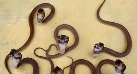 Змии са най-вероятният източник на новия коронавирус Змии са най-вероятният източник на новия коронавирус