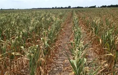 Невиждана от 50 години суша мъчи Румъния Невиждана от 50 години суша мъчи Румъния