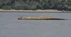 Потопен преди 35 години кораб изплува от Дунав