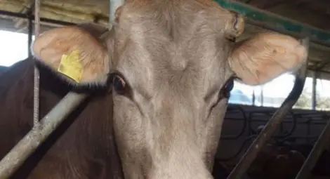 Откриха огнище на антракс в село край Попово