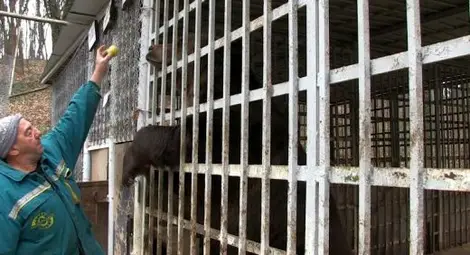 Защо от всички мечки в България само русенските не спят зимен сън