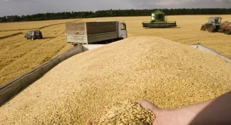 Жито, слънчоглед и тютюн са водещи в агроизноса Жито, слънчоглед и тютюн са водещи в агроизноса