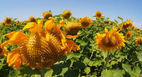 Рекордно ниски ще са добивите на слънчоглед тази година