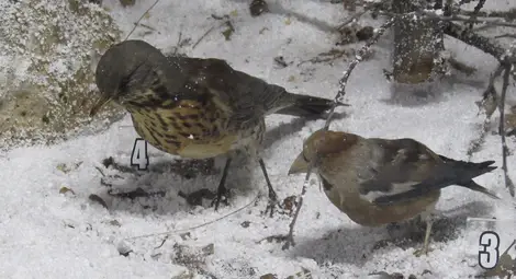 Русенци звънят за червен сняг на телефон 112
