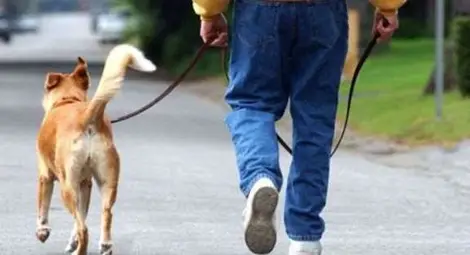 Площадките за разходка на кучета в двата парка готови през май