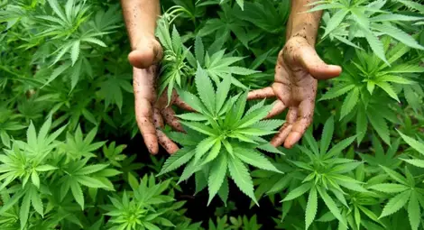 22-годишен почнал бизнес с марихуана в Долапите
