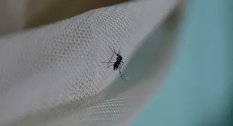 Маларията е съществувала в Римската империя