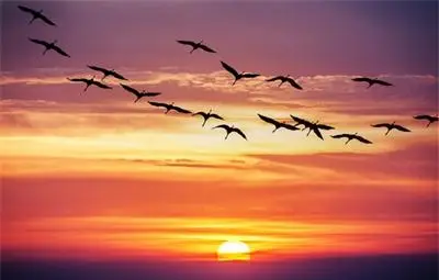 Учени проследиха най-дългата презокеанска миграция на птиците