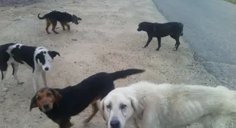 Куче убито с един изстрел в сърцето в Сухия кладенец