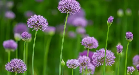 Лято през май: слънце и до 32 градуса днес