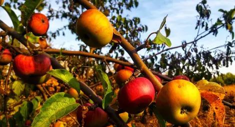 Червените ябълки изчезват заради климатичните промени