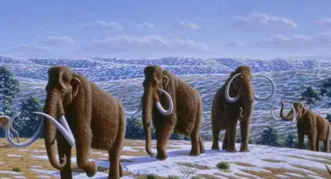 Изкопаха кост от мамут край Пиргово Изкопаха кост от мамут край Пиргово