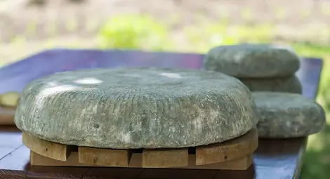 Зеленото сирене от с. Черни Вит прочу България в Световното изложение "Cheese 2015" Зеленото сирене от с. Черни Вит прочу България в Световното изложение "Cheese 2015"