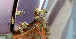 Спасители отърваха обсадения от оси блок в „Дружба“