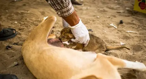 Куче кърми бебе лъвче, след като майка му се разболя /видео/