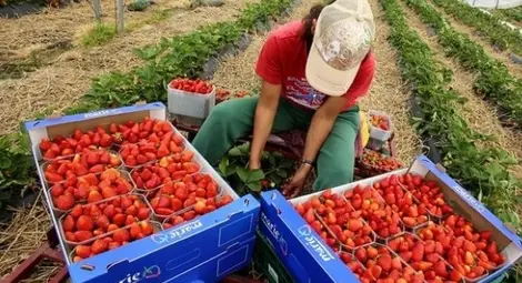 Испания и Португалия търсят  берачи на ягоди и малини