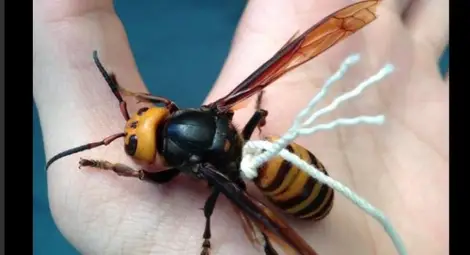 Японец успял да опитоми смъртоносен стършел