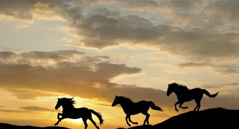 На Земята вече няма диви коне На Земята вече няма диви коне