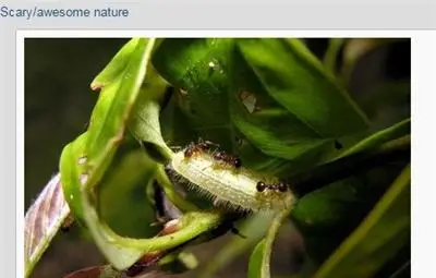 Гъсеници дрогират мравки, за да са им слуги