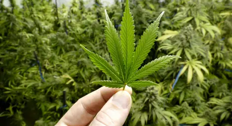 Трева за 3900 лева оставя дилър без апартамент, кола и 80 000 лева