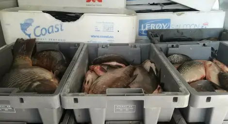 1.2 т бракониерска риба за Никулден не стигна до Русе