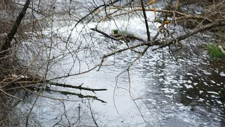 Иван Белчев с три въпроса към екоминистъра за замърсяването на река Черни Лом и опазването на Природен парк &bdquo;Русенски Лом&ldquo;