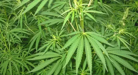 Водещи медици против марихуаната за медицински цели