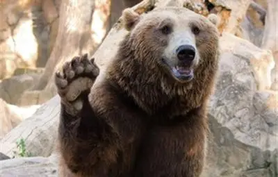 Мечките се завърнаха в Чернобил