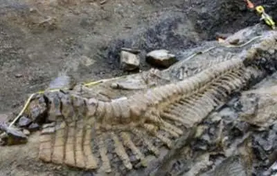 Намериха идеално запазена 5-метрова опашка на динозавър 