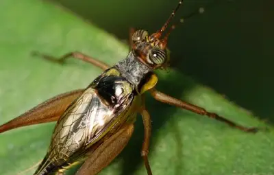 Запис на щурци разкри песен на ангелски хор 