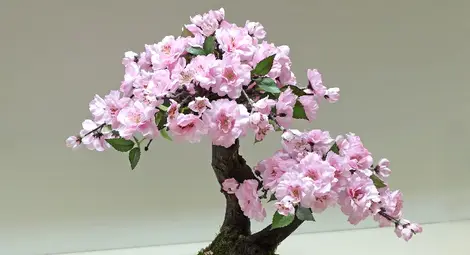 Бонсай от Фикус Бенджамин - подарете стил на дома си