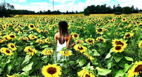 Лудост около канадска ферма след снимка в Instagram